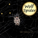 Wolf Spider 🐺🕷️